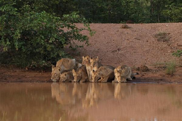 Готель Ndzuti Bush Camp Заповідник Балуле Екстер'єр фото