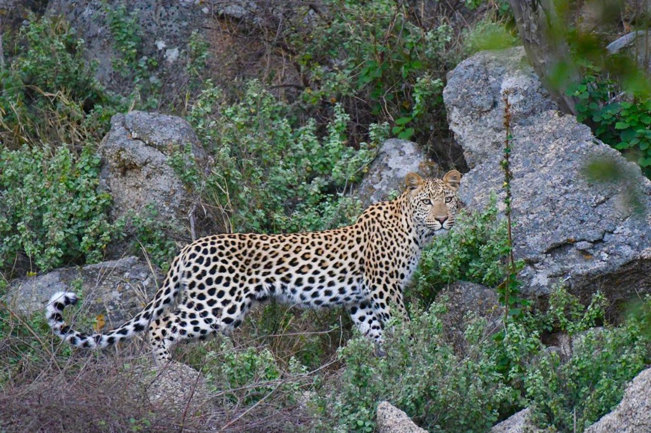 Готель Ndzuti Bush Camp Заповідник Балуле Екстер'єр фото
